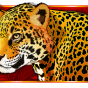 Leopard image