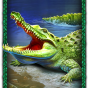 Crocodile image