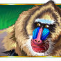 Baboons image