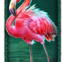 Flamingo image