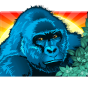 Gorilla image