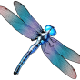 Dragonfly image
